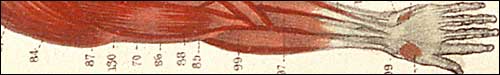 Close-up detail showing color lithography, from Jean-Baptiste Sarlandière and Louis Courtin, Anatomie mèthodique, ou Organographie humanie.