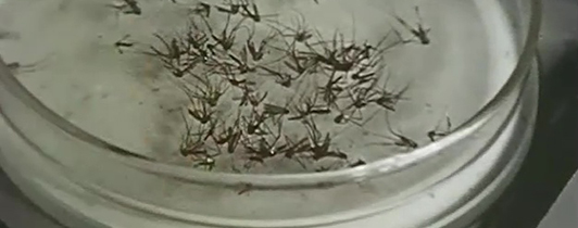 Close-up view of insects in a clear container.