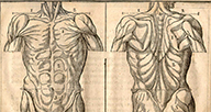 Muscular anatomy of the torso, woodcut.