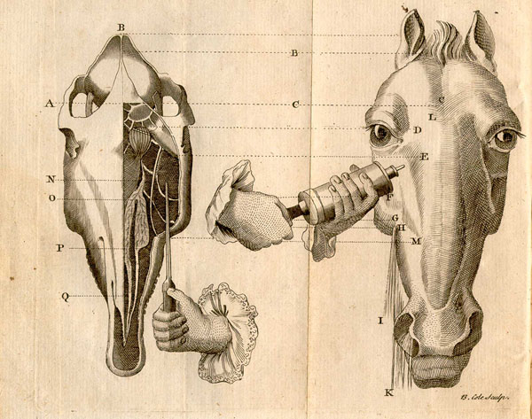 Copperplate engraving of horse’s skull with cross section showing sinuses and treatment for glanders demonstrating injection of fluid into the horse’s sinus cavity just below its left eye.