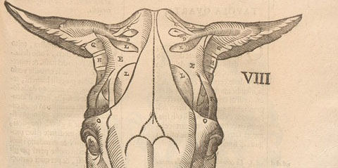 Woodcut of the muscles and bones of a horse’s head, from the front.