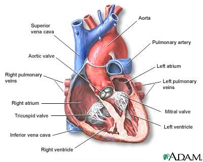 Heart, section through the
