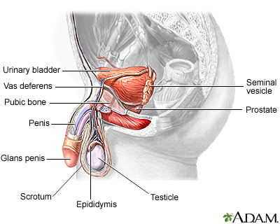 anatomy  pictures