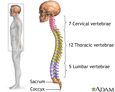 spine vertebrae