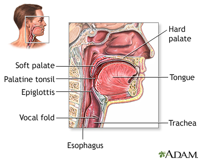 Anatomy Throat 81