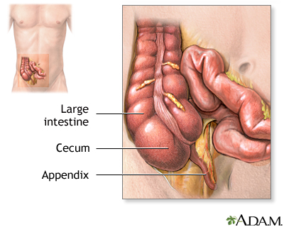 human appendix