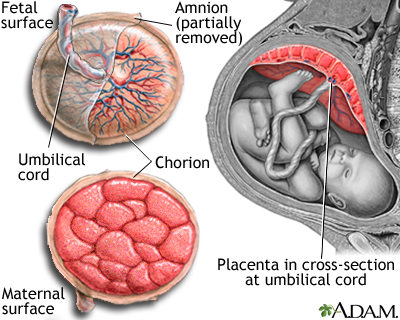 Constituio da placenta