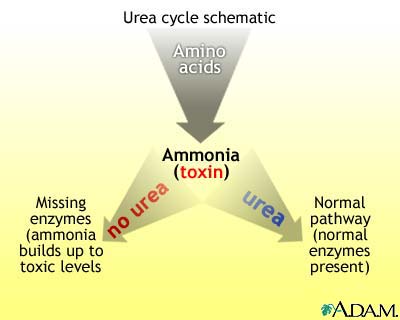 urea cycle double