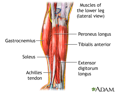 Lower leg muscles. The muscular components of the lower leg include the 