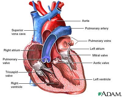 Human Heart Diagram Labeled. Heart diagram- detailed