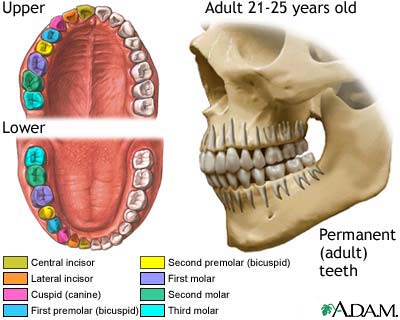 Human Adult Teeth 81