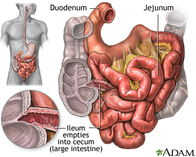 diseases of digestive system. digestive tract,