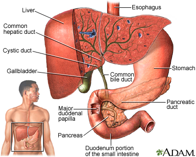 common bile duct. the common bile duct into