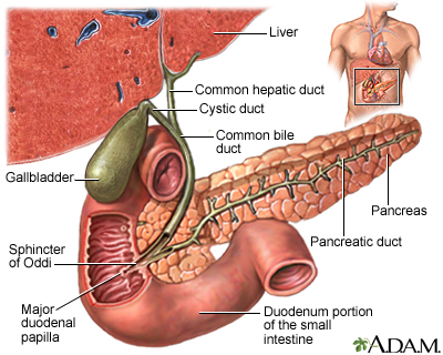 Gallbladder: MedlinePlus Medical Encyclopedia Image
