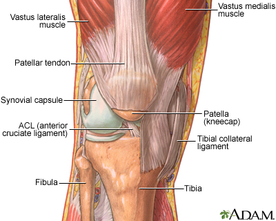 the articulations that knee form
