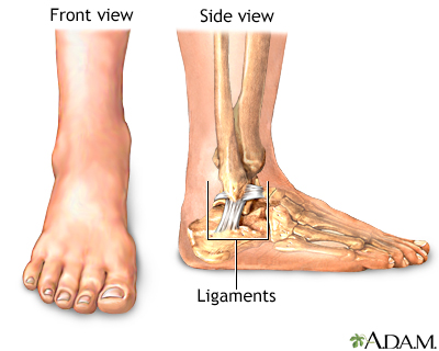 Muscles, tendons, and ligaments surround the ankle providing the stability 