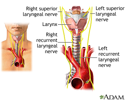  larynx