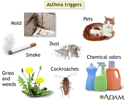 The most common asthma triggers are mold, pets, dust, grasses, pollen, 