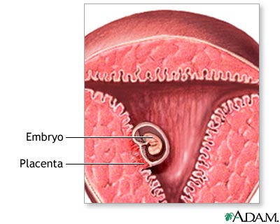 early pregnancy image