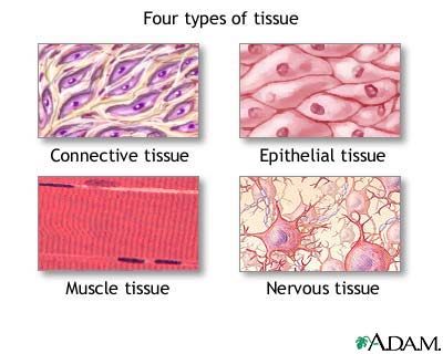 There are four kinds of connective tissue fibrous, 
