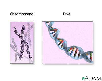 Humans have 46 chromosomes.