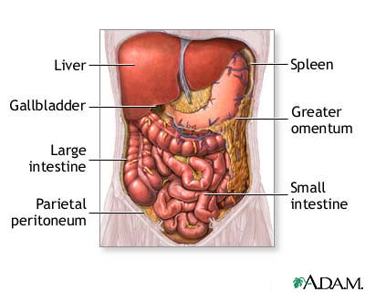 organs in human body. Abdominal organs