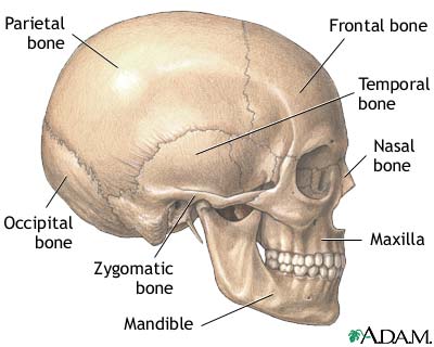 The skull is the bony structure of the head and face