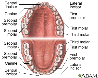 Anatomy Of The Mouth And Teeth 26