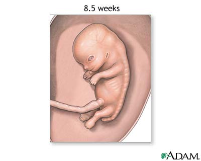 8.5 week fetus