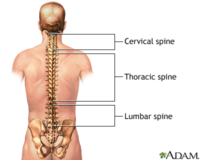 POSTERIOR spinal anatomy: MedlinePlus Medical Encyclopedia Image