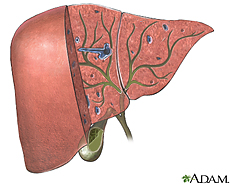 Illustration of the biliary organs and duct system