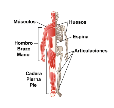 Body Map for Bones, Joints and Muscles (Spanish)