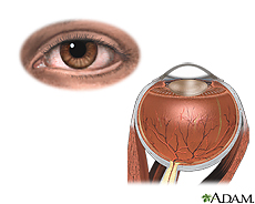 Ilustração da anatomia do olho externo e interno