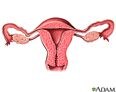 Illustration of the female reproductive system