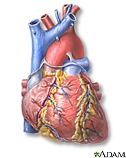 Ilustración del corazón