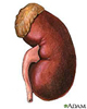 Ilustración del riñón izquierdo