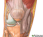 Ilustración de la anatomía de la rodilla