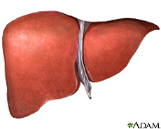 Illustration of liver