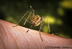 A photograph of a mosquito