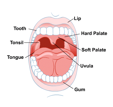Images Of The Mouth 48