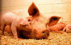 Swine flu viruses in U.S.
