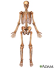 Ilustración del esqueleto