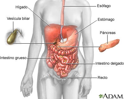 Sistema_Digestivo-ALamoVia.ppt