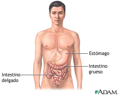 sistema gastrointestinal panorama