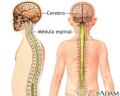 Components del sistema nerviós central