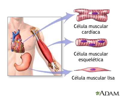 Tipos de tejido muscular
