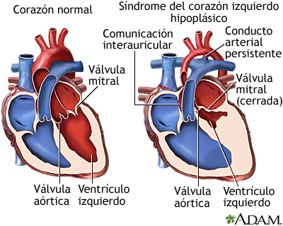 valvulas del corazon nombres y sus funciones