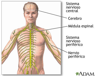 Sistema nervioso central y sistema nervioso periférico