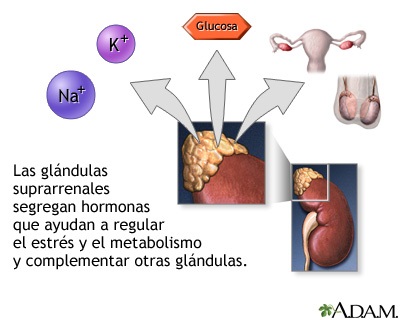 Funcion de esteroides en el cuerpo humano