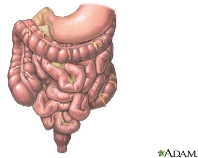 sistema gastrointestinal copy